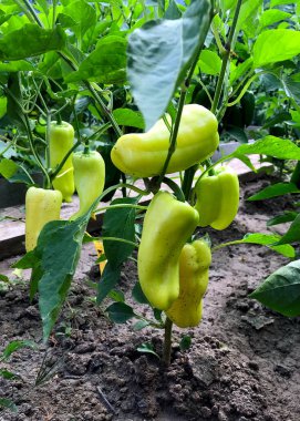 Organik biber tarlasında olgunlaşan sarı biberlerin yakın çekimi. Bahçede yetişen yeşil ve sarı biberler