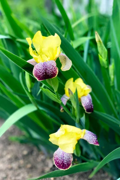 Sarı zambak çiçekleri yeşil arka planda. Güneşli bir gün.