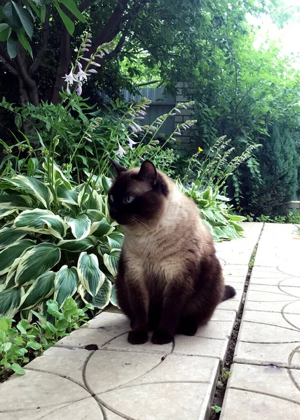 Güzel kahverengi kedi, Siyam kedisi, mavi gözlü, avluda bir geçitte oturuyor.