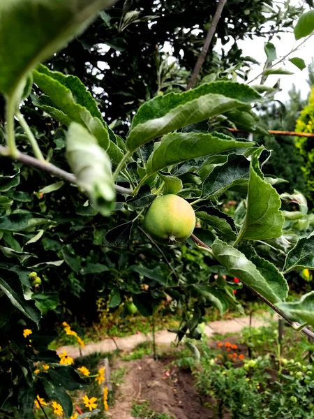 Зелене Яблуко Гілці Дерева Росте Дворі Будинку — стокове фото
