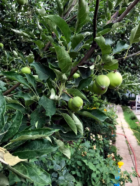 Πράσινο Μήλο Κλαδί Δέντρου Φυτρώνει Στην Αυλή Στο Βάθος Είναι — Φωτογραφία Αρχείου