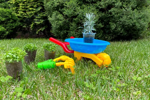 Carro Jardín Colorido Para Niños Con Plántulas Concepto Jardinería Familiar —  Fotos de Stock