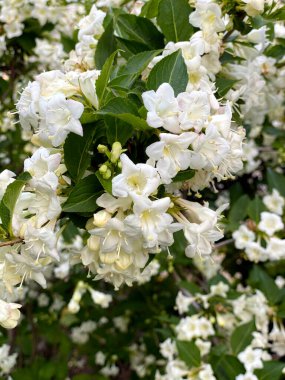 Weigelia 'nın beyaz çiçekleri. Gün ışığı parıldıyor. Yakın plan..
