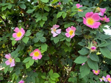 Bahçede gül kalçası çiçekleri, yaz zamanı.