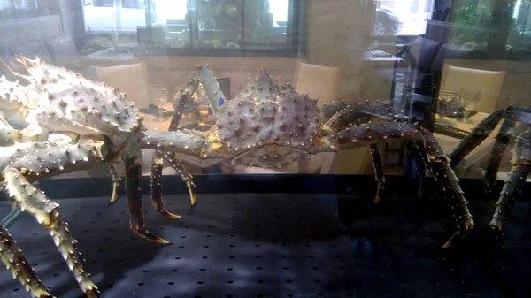 A huge crab in aquarium on the background of tables in a restaurant with sea food.