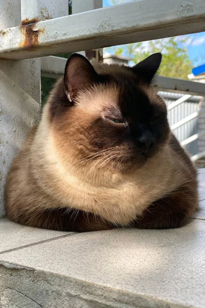 Close Gato Siamês Bonito Olhos Azuis Deitado Chão Telha Livre — Fotografia de Stock