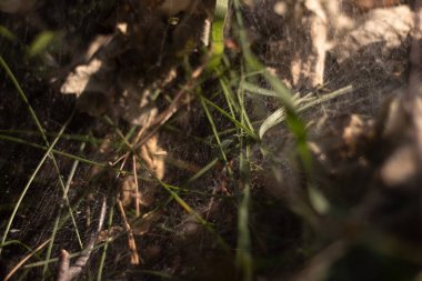 ormanda örümcek ağı ve güneş bir ışın düşen