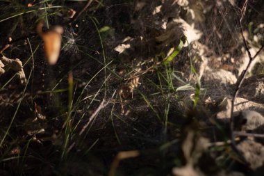 ormanda örümcek ağı ve güneş bir ışın düşen