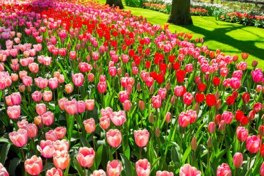 Kırmızı ve pembe Lale Park Keukenhof Holland çiçek alanı