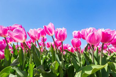 Pembe Lale çiçek yeşil yaprakları ve Hollanda'da mavi gökyüzü ile