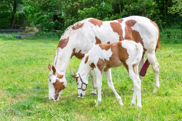 Mother Mare Newborn Foal Meadow — Stock Photo, Image