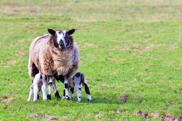 Mother Sheep Two Drinking Newborn Lambs Meadow — Stock Photo, Image