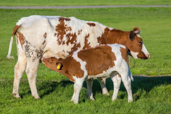 풀밭에 어머니 암소에서 우유를 마시는 송아지와 브라운 — 스톡 사진