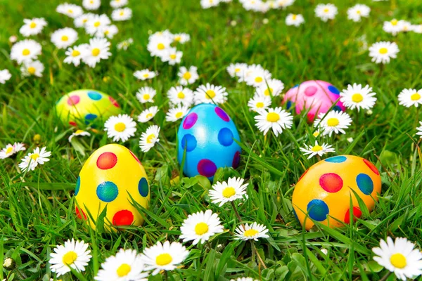 Colored Painted Easter Eggs Green Grass Flowering White Daisies — Stock Photo, Image