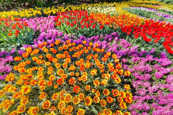 Colorful Flowerbed Tulips Hyacinths Daffodils — Stock Photo, Image