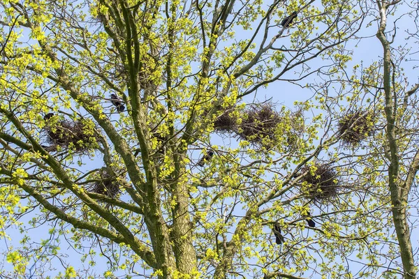 Groep Van Vogels Rooks Met Nesten Eiken Treetop — Stockfoto