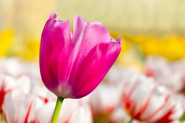 One lilac pink tulip in flower field with white red tulips