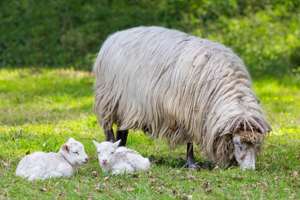Mother Sheep Two White Lambs Lying Pasture — Stock Photo, Image