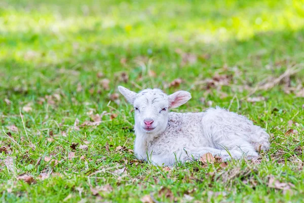 One Newborn White Lamb Lies Green Meadow — Stock Photo, Image