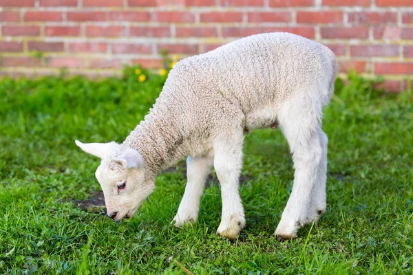 Neugeborenes Weißes Lamm Frisst Frühling Grünes Gras — Stockfoto