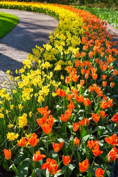 Σειρές Από Τουλίπες Πορτοκαλί Και Κίτρινο Daffodils Κατά Μήκος Διαδρόμου — Φωτογραφία Αρχείου