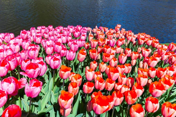 Тюльпан Поле Червоні Рожеві Тюльпани Води Кекенхоф Голландії — стокове фото