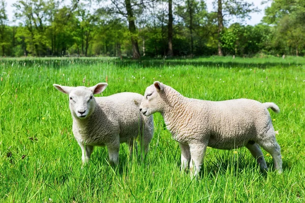 Deux Moutons Blancs Européens Dans Prairie Verte Printemps — Photo