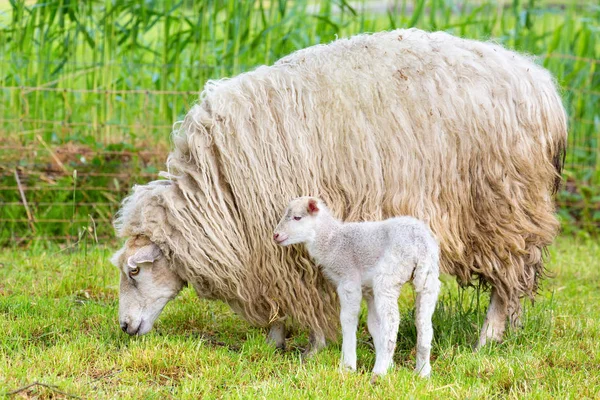 Mouton Blanc Poils Longs Avec Agneau Nouveau Dans Prairie — Photo