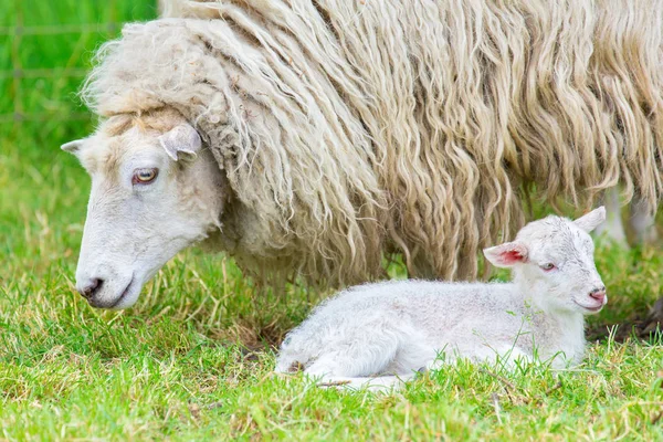 White Mother Sheep Newborn Lamb Spring Season — Stock Photo, Image