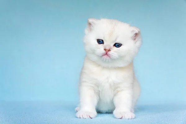 Young White Kitten Sits Sky Blue Background — Stock Photo, Image