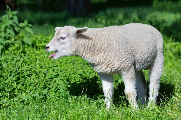 White Lamb Bleats Calls Mother Sheep Green Grass — Zdjęcie stockowe