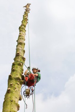 Halat tırmanma ile ağaç gövdesi içinde arborist tırmanıyor