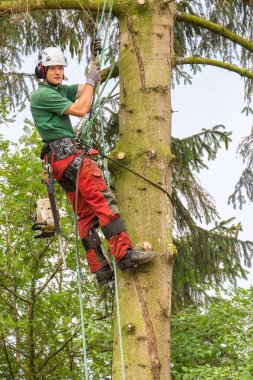 Beyaz Ağaç uzman köknar ağaç gövdesi tırmanıyor
