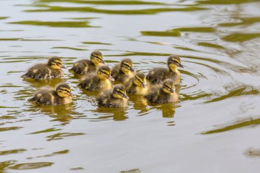 Su birikintisi içinde yüzmeye dokuz yeni doğan vahşi ördek yavrusu