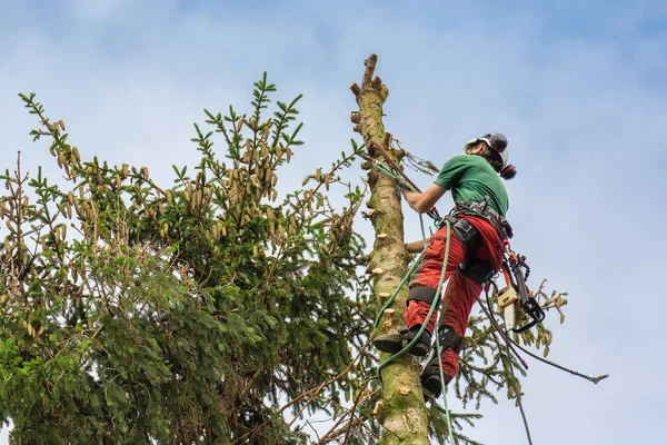 Arborist Wspina Się Szczycie Drzewa Lina Wspinaczkowa Górę Niebo — Zdjęcie stockowe