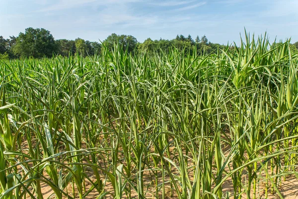 Сільськогосподарські Пошкодження Посухи Кукурудзяних Рослинах Які Висихають Сонці — стокове фото