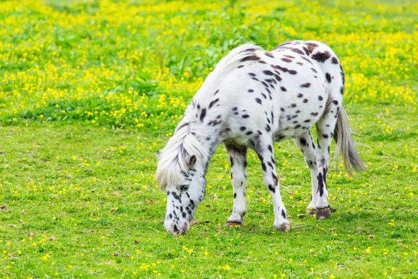 Black Spotted White Pony Eating Grass Flowering Pasture — Stock Photo, Image