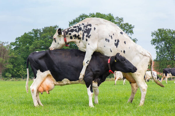 Cow jumps on top of another dairy cow in meadow