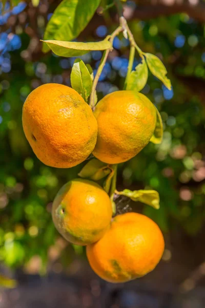Quattro Mandarini Arancioni Appesi All Albero Nel Frutteto — Foto Stock