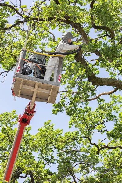 Man Beschermende Werkkleding Verwijdert Eiken Processie Rupsen Luchtfoto Platform Met — Stockfoto