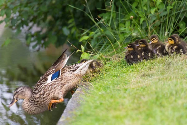 Mother duck lures chicks in water by leaving