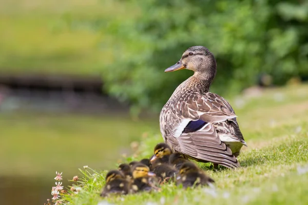 Mother Duck Watches Her Newborn Ducklings Waterfront — Stock Photo, Image