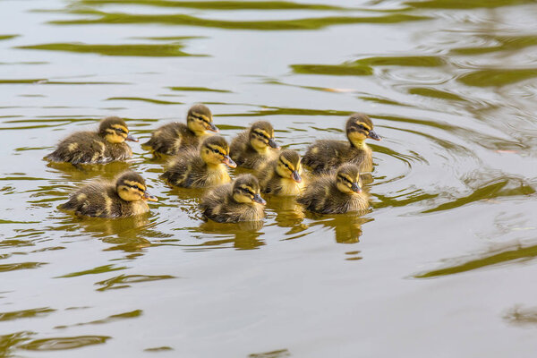 Nine newborn wild ducklings swimming in pond