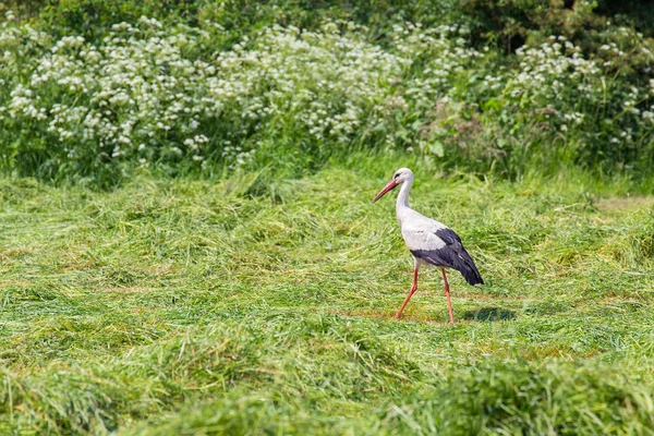 Stork Searches Food Mowed Green Grass — Stock Photo, Image