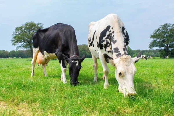 两只荷兰奶牛在绿色牧场吃草 — 图库照片
