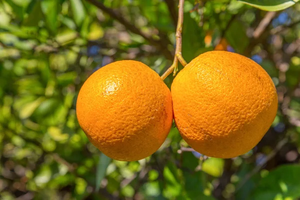 Due Arance Mature Appese All Arancio Portogallo — Foto Stock