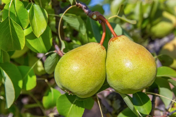 Duas Peras Verdes Penduradas Árvore Pomar — Fotografia de Stock