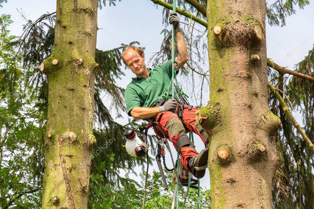 Caucasian tree expert climbing between two fir trees with climbing equipment