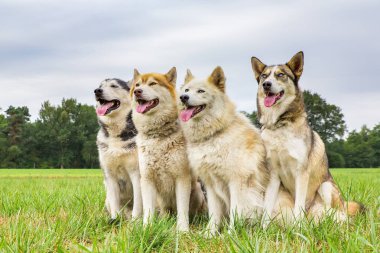 Dört husky köpek birlikte üst üste çimenlerin üzerinde oturmak.