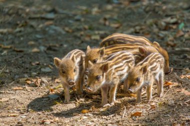 Group newborn wild boars standing together on ground clipart